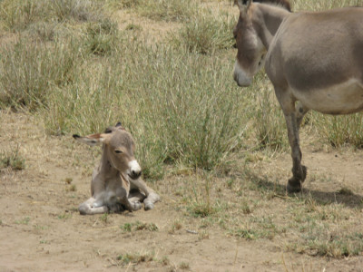 Turkana blog - donk1_0 Магаре во бунар