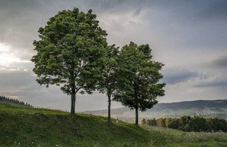 За трите дрва кои мечтаеле да станат големи и силни
